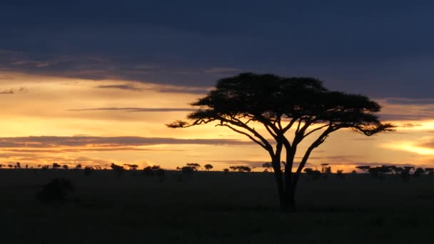 Akátový Strom Národním Parku Serengeti Při Západu Slunce — Stock video