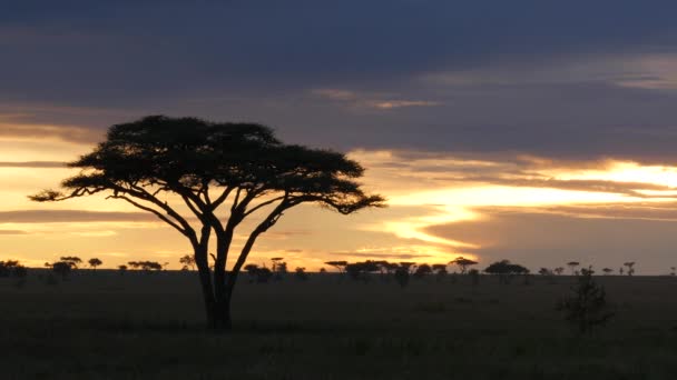 Árvore Acácia Parque Nacional Serengeti Durante Pôr Sol Dourado — Vídeo de Stock