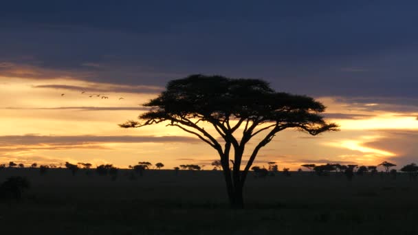 Akacja Drzewa Parku Narodowym Serengeti Podczas Złotego Zachodu Słońca — Wideo stockowe