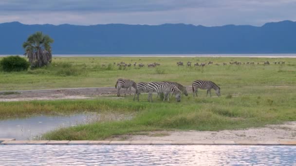 Infinitet Simbassäng Vid Tarangire Nationalpark Med Zebras Bete — Stockvideo