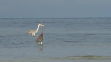 Zanzibar 'daki güzel su kuşlarının manzaralı görüntüleri