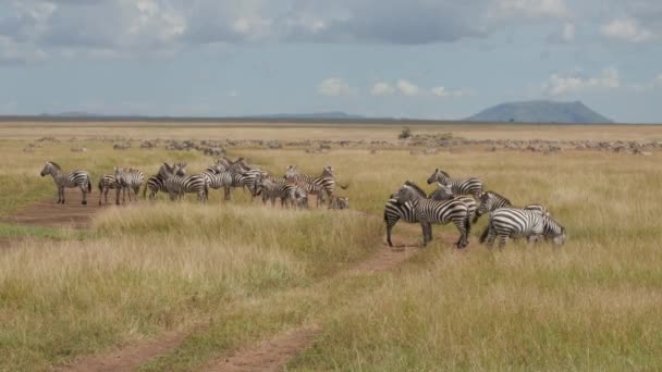 Sok Sok Zebrák Serengeti Nemzeti Park Tanzánia — Stock videók