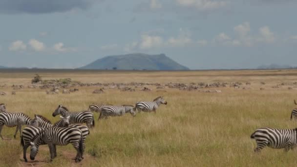 Πολλά Zebras Στο Εθνικό Πάρκο Serengeti Τανζανία — Αρχείο Βίντεο