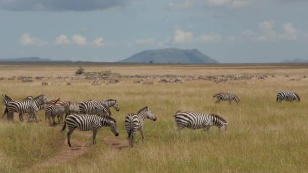 Багато Зебр Національному Парку Серенгеті Танзанії — стокове відео