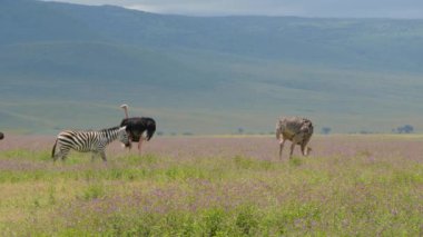 Cape Dağı zebraları (Equus zebra) açık çayırlarda otlar, Zebra Dağı Ulusal Parkı, Güney Afrika