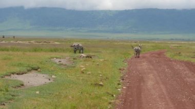 Cape Dağı zebraları (Equus zebra) açık çayırlarda otlar, Zebra Dağı Ulusal Parkı, Güney Afrika