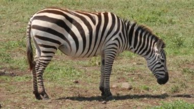 Cape Dağı zebraları (Equus zebra) açık çayırlarda otlar, Zebra Dağı Ulusal Parkı, Güney Afrika