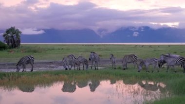 Zebralar Serengeti Ulusal Parkı Tanzanya 'daki havuzda akşam vakti içiyorlar.
