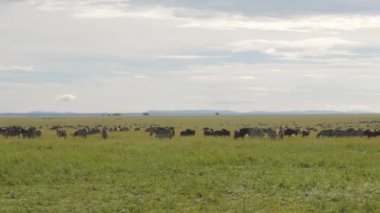 Tarangire Ulusal Parkı savanındaki antilopların manzaralı görüntüleri