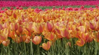 Hollanda 'da Dronten yakınlarındaki Flevopolder' da Lale sahalarında uçan insansız hava aracı atışı