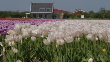 Hollanda 'da Dronten yakınlarındaki Flevopolder' da Lale sahalarında uçan insansız hava aracı atışı