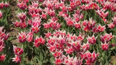 Hollanda 'da Dronten yakınlarındaki Flevopolder' da Lale sahalarında uçan insansız hava aracı atışı