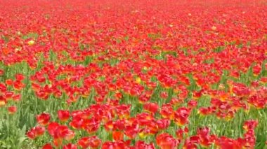 Hollanda 'da Dronten yakınlarındaki Flevopolder' da Lale sahalarında uçan insansız hava aracı atışı