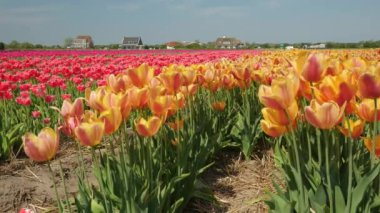 Hollanda 'da Dronten yakınlarındaki Flevopolder' da Lale sahalarında uçan insansız hava aracı atışı