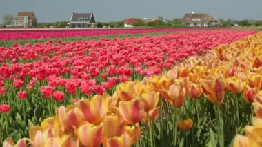 Hollanda 'da Dronten yakınlarındaki Flevopolder' da Lale sahalarında uçan insansız hava aracı atışı