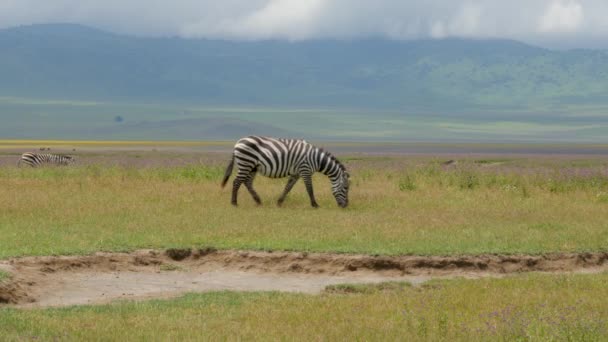 Zebra Spaceruje Kraterze Ngorongoro Tanzania — Wideo stockowe