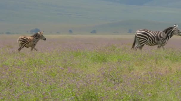 Зебри Мисі Equus Zebra Пасуться Відкритих Луках Національний Парк Маунтін — стокове відео