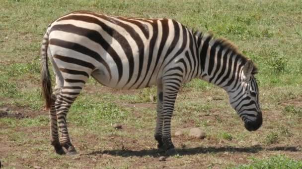 Cebras Montaña Del Cabo Equus Zebra Pastando Praderas Abiertas Parque — Vídeo de stock