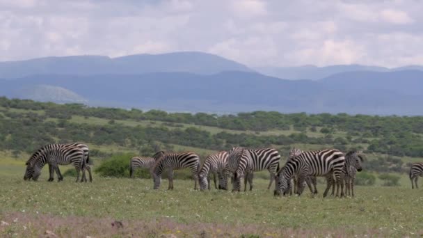 Zebry Górskie Equus Zebra Wypasane Otwartych Użytkach Zielonych Park Narodowy — Wideo stockowe