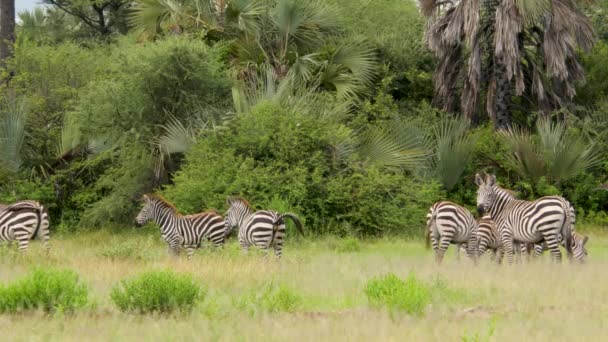 Kap Mountain Zebras Equus Zebra Betar Öppen Gräsmark Mountain Zebra — Stockvideo