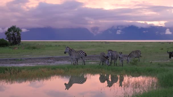 Zebralar Serengeti Ulusal Parkı Tanzanya Daki Havuzda Akşam Vakti Içiyorlar — Stok video