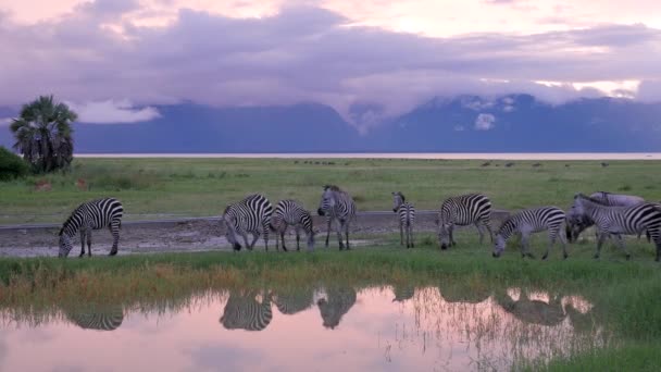 Зебри Ють Басейні Озера Серенгеті Танзанії — стокове відео