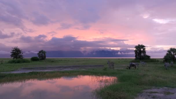 Tanzániai Serengeti Nemzeti Park Medencéjében Iszogató Zebrák — Stock videók