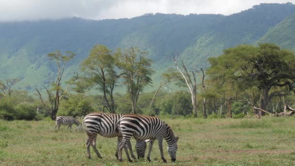 Зебри Мисі Equus Zebra Пасуться Відкритих Луках Національний Парк Маунтін — стокове відео