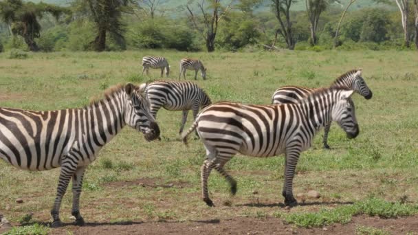 Zèbres Montagne Cap Equus Zebra Broutant Dans Les Prairies Ouvertes — Video