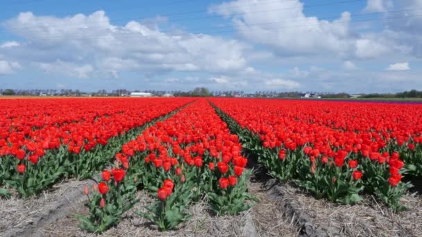 Drone Tiro Voando Sobre Campos Tulipa Flevopolder Holanda Perto Lugar — Vídeo de Stock