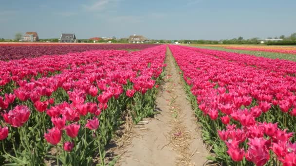 Drone Tiro Voando Sobre Campos Tulipa Flevopolder Holanda Perto Lugar — Vídeo de Stock