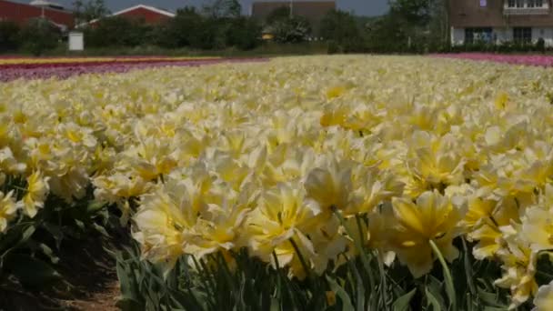 Drone Disparo Volando Sobre Los Campos Tulip Flevopolder Países Bajos — Vídeo de stock