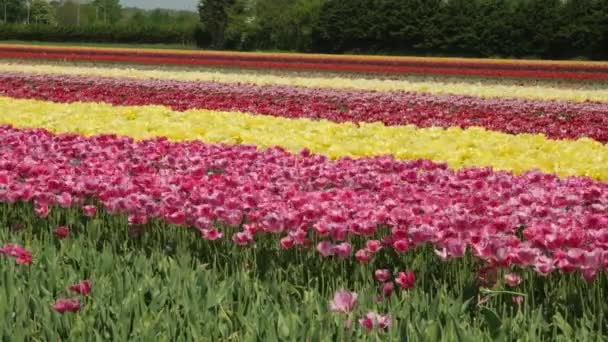 Drone Tiro Voando Sobre Campos Tulipa Flevopolder Holanda Perto Lugar — Vídeo de Stock