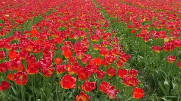 Drone Tiro Voando Sobre Campos Tulipa Flevopolder Holanda Perto Lugar — Vídeo de Stock