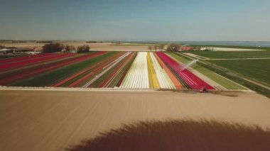Hollanda 'daki güzel renkli lale tarlaları, Flevopolder, baharda.