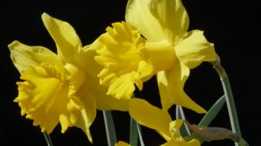 Sarı Narcissus çiçeklerinin bahçedeki yakın plan görüntüleri.