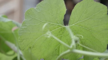 Bahçedeki yeşil saksıların yakın plan görüntüleri.