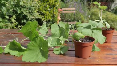 Bahçedeki yeşil saksıların yakın plan görüntüleri.