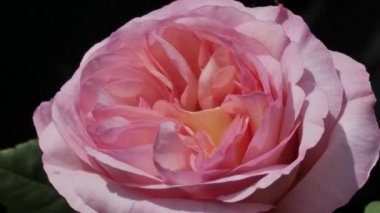 Güzel pembe gül çiçeğine yaklaş