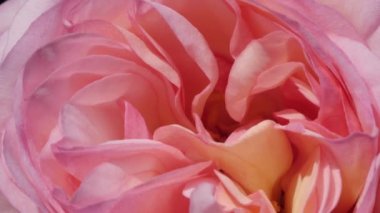 Güzel pembe gül çiçeğine yaklaş