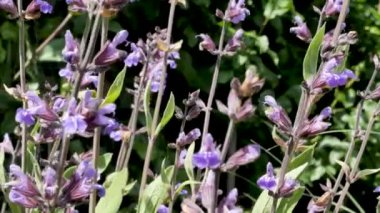 Güzel mor tarla çiçeklerinin yakın çekim görüntüleri.