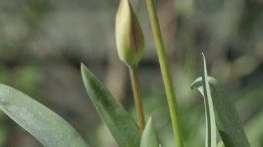 Bahçedeki lale çiçeklerinin yakın plan görüntüleri.