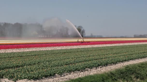 Drone Survolant Les Champs Tulipes Flevopolder Aux Pays Bas Près — Video