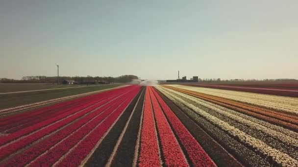 Antenne Von Schönen Farbigen Tulpenfeldern Den Niederlanden Flevopolder Frühling — Stockvideo