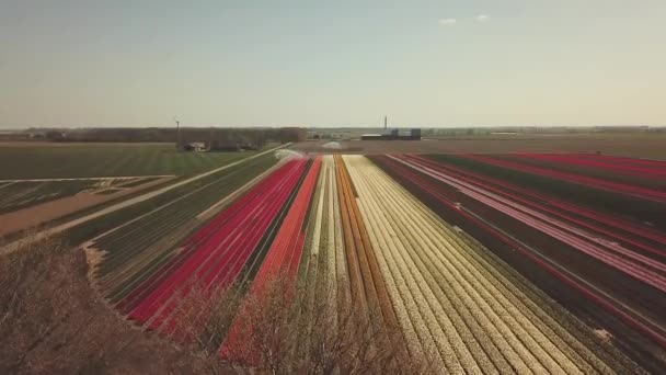 Aéreo Belos Campos Tulipas Coloridos Holanda Flevopolder Primavera — Vídeo de Stock