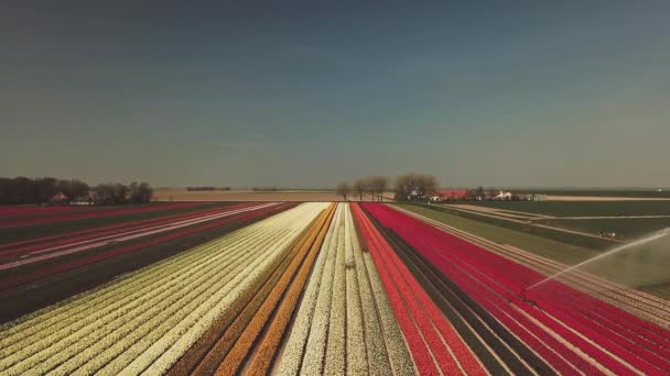Aérea Hermosos Campos Tulipanes Colores Los Países Bajos Flevopolder Primavera — Vídeo de stock