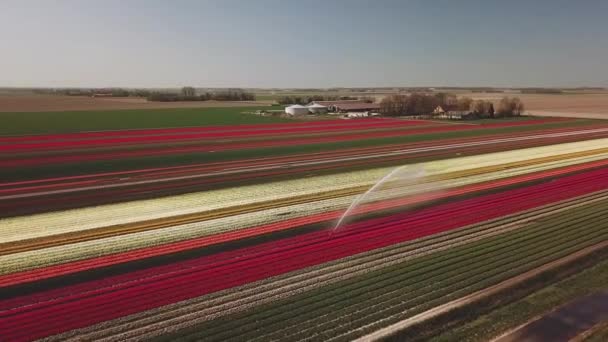 Aérien Beaux Champs Tulipes Colorées Aux Pays Bas Flevopolder Printemps — Video
