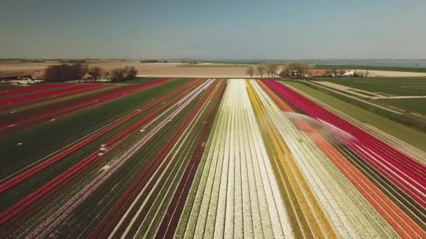 Aérien Beaux Champs Tulipes Colorées Aux Pays Bas Flevopolder Printemps — Video