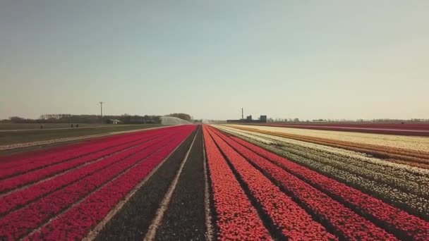 Aérea Hermosos Campos Tulipanes Colores Los Países Bajos Flevopolder Primavera — Vídeos de Stock