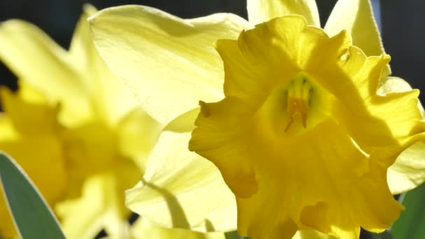 plans rapprochés de fleurs de narcisses jaunes dans le jardin